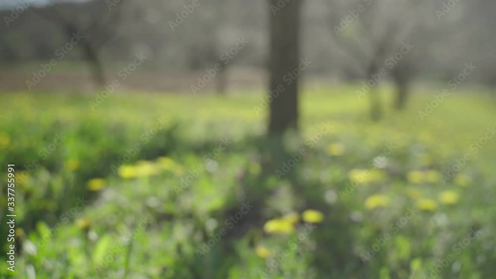 Beautiful dandelion flowers in orchard Beautiful dandelion flowers in orchard