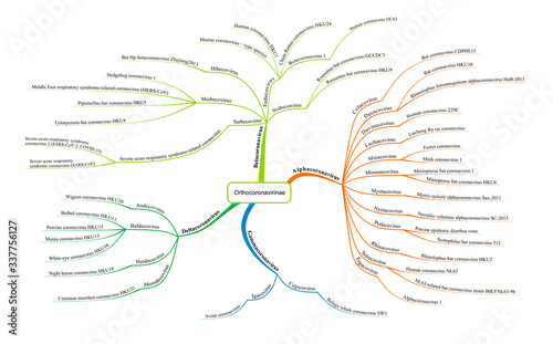 Coronavirus taxonomy diagram with  2019-ncov virus classification - vector design with Subfamily Orthocoronavirinae and Alphacoronavirus, 
Betacoronavirus, Gammacoronavirus and Deltacoronavirus Genera