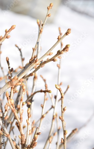 branch of a tree