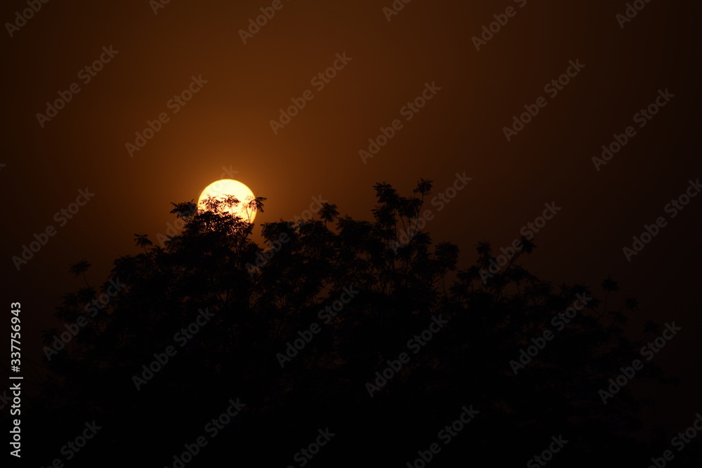 moon behind tree