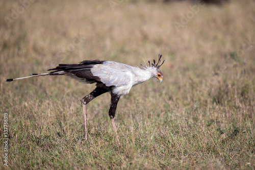 Secretarybird