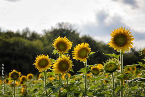 A Field of Sunflowers in Millis Massachusetts