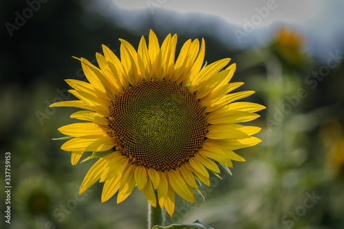 A Portrait of a Sunflower