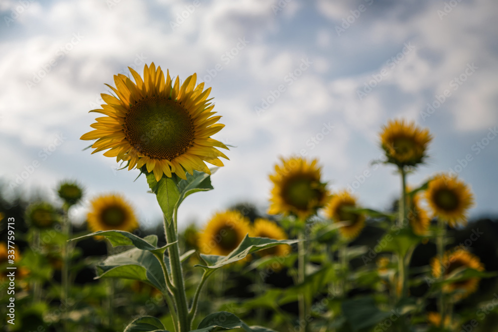 Fototapeta premium A Field of Sunflowers in Millis, Massachusetts