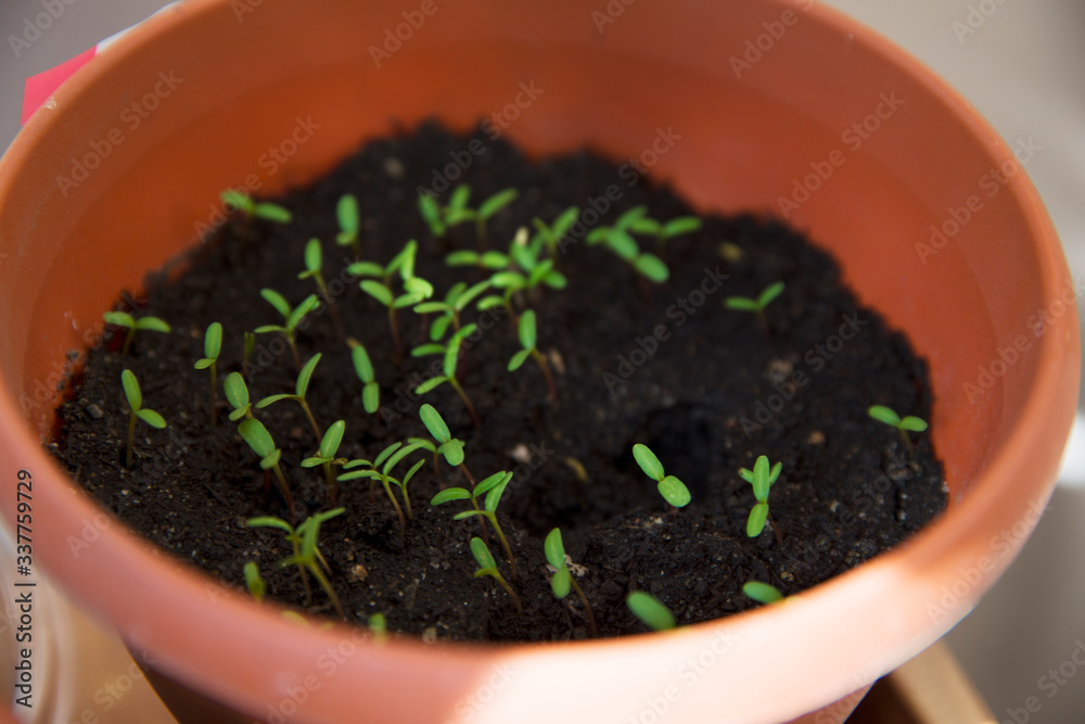 Many small sprouts in the pot at home Many small sprouts in the pot at home
