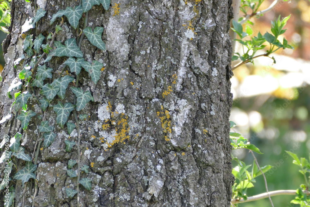 Obraz premium the surfacr from a birch bench