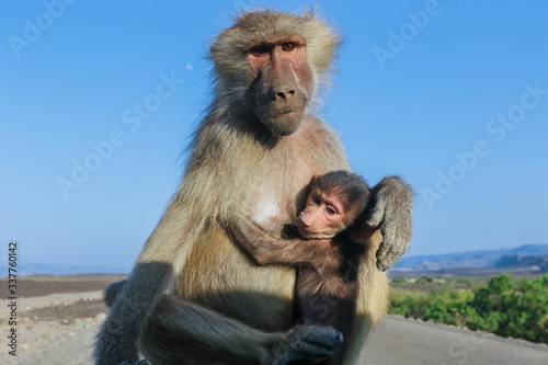 Adorable Hamadryas baboon Mother and Baby sitting on the car, Djibouti © Dave