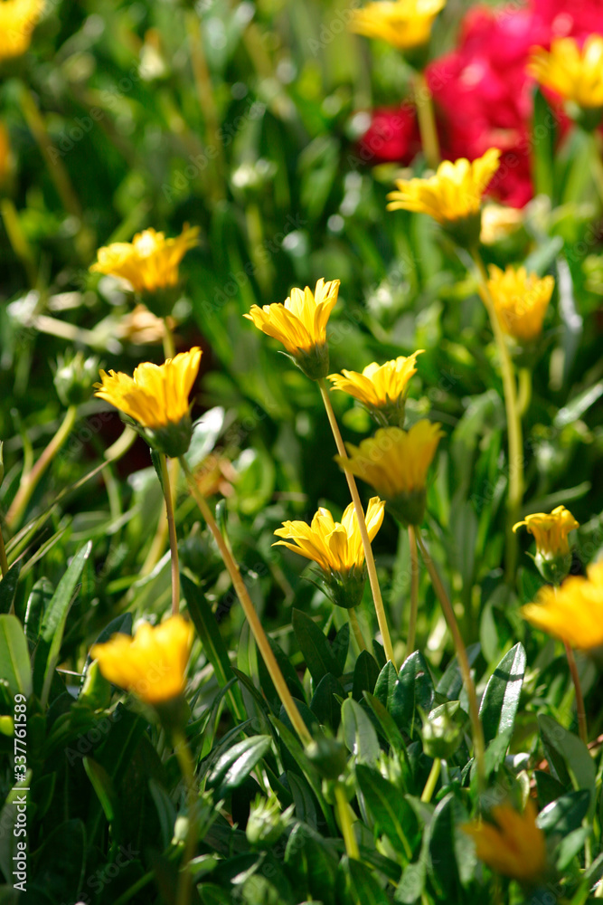 Beautiful photograph of California buttercup flowers Beautiful photograph of California buttercup flowers