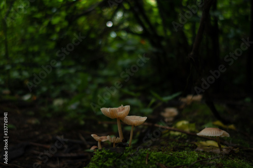 mushrooms on field 