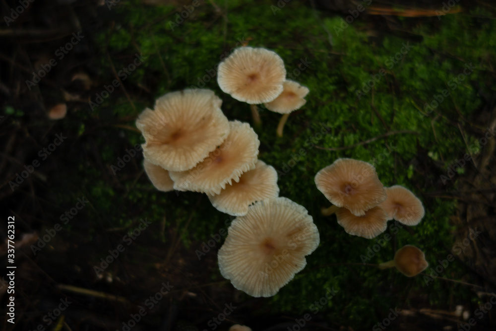 mushrooms in the forest mushrooms in the forest