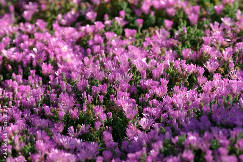 Beautiful photograph of Common Purple Lampranthus flowers Beautiful photograph of Common Purple Lampranthus flowers