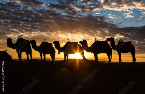 Camels at dawn rest from a long journey