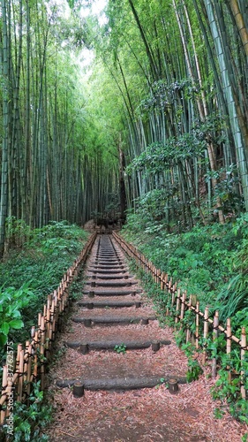 時代劇のような竹林の坂道　258