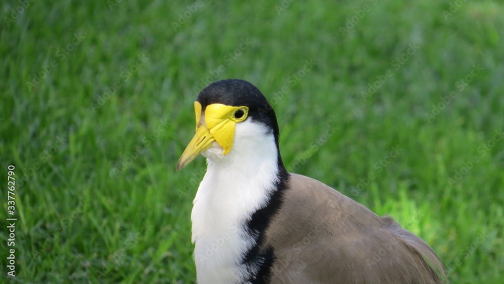 Naklejka premium Masked Lapwing Australia