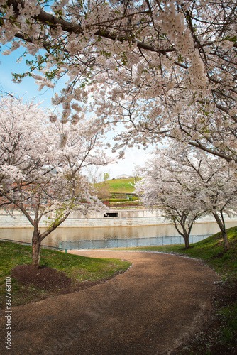 cherry blossoms in spring, Richmond VA