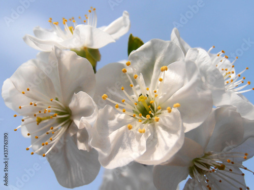 White Cherry Blossom Branch On Blue Sky Background