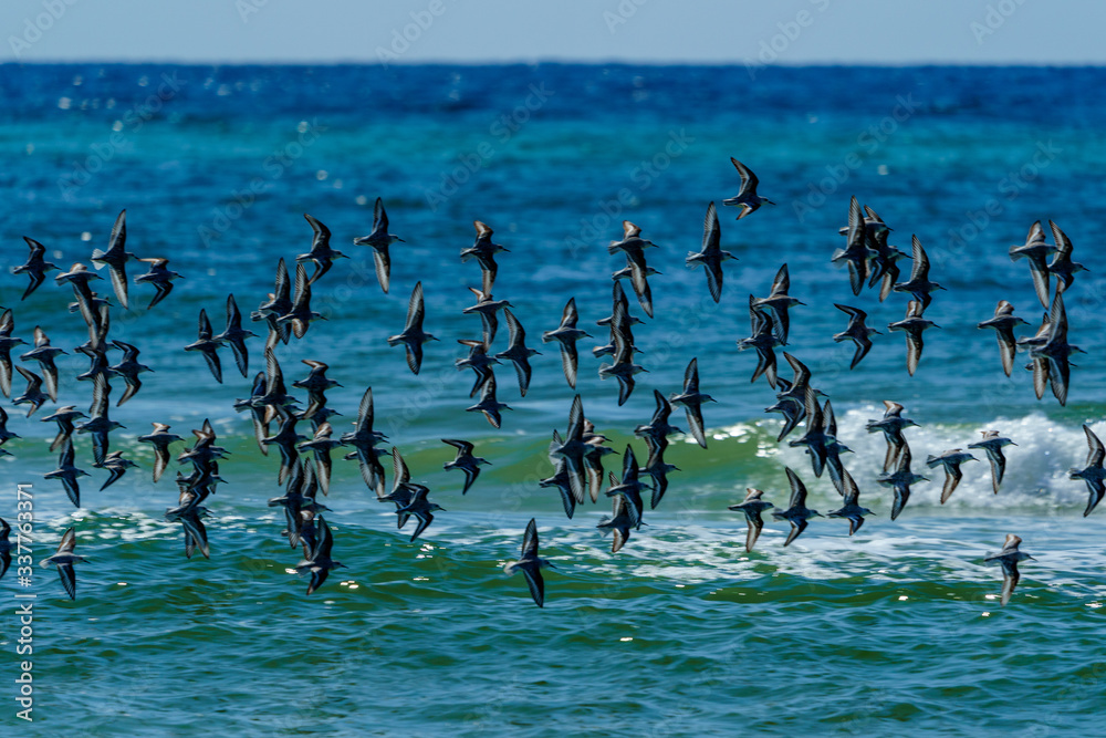 Sea Birds flocking over the Gulf of Mexico Sea Birds flocking over the Gulf of Mexico