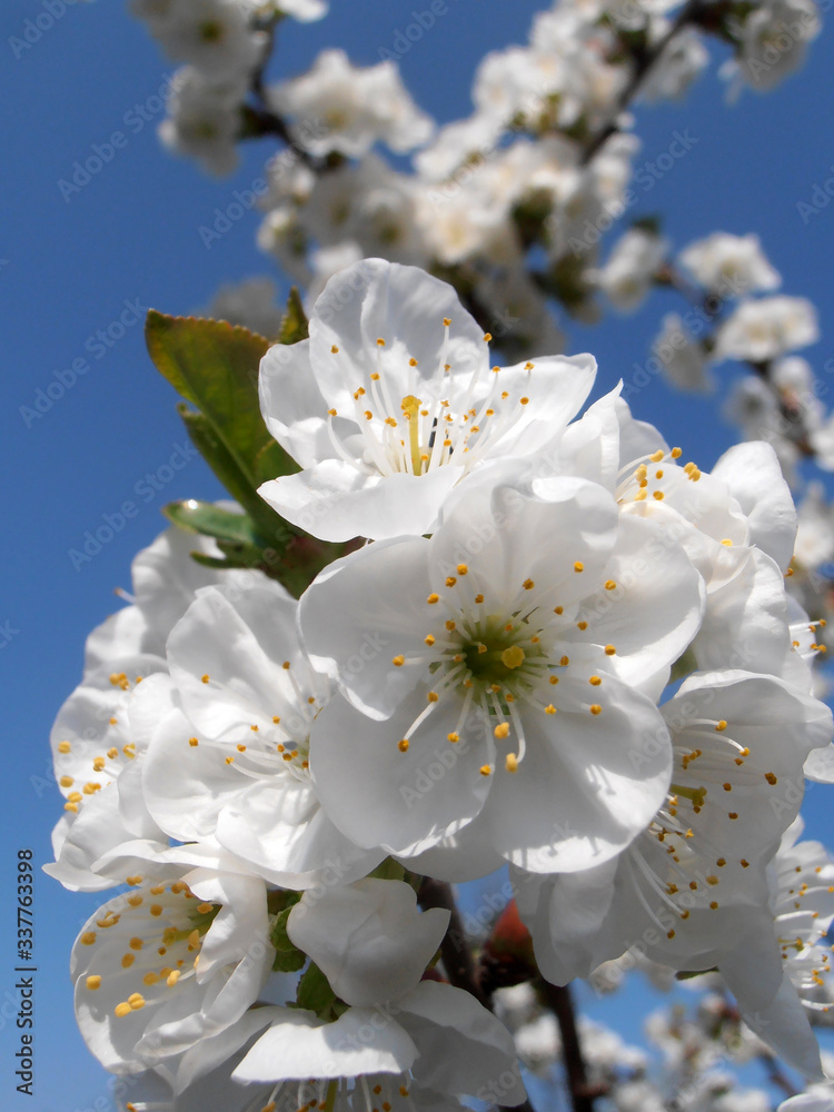 White Cherry Blossom Branch On Blue Sky Background White Cherry Blossom Branch On Blue Sky Background