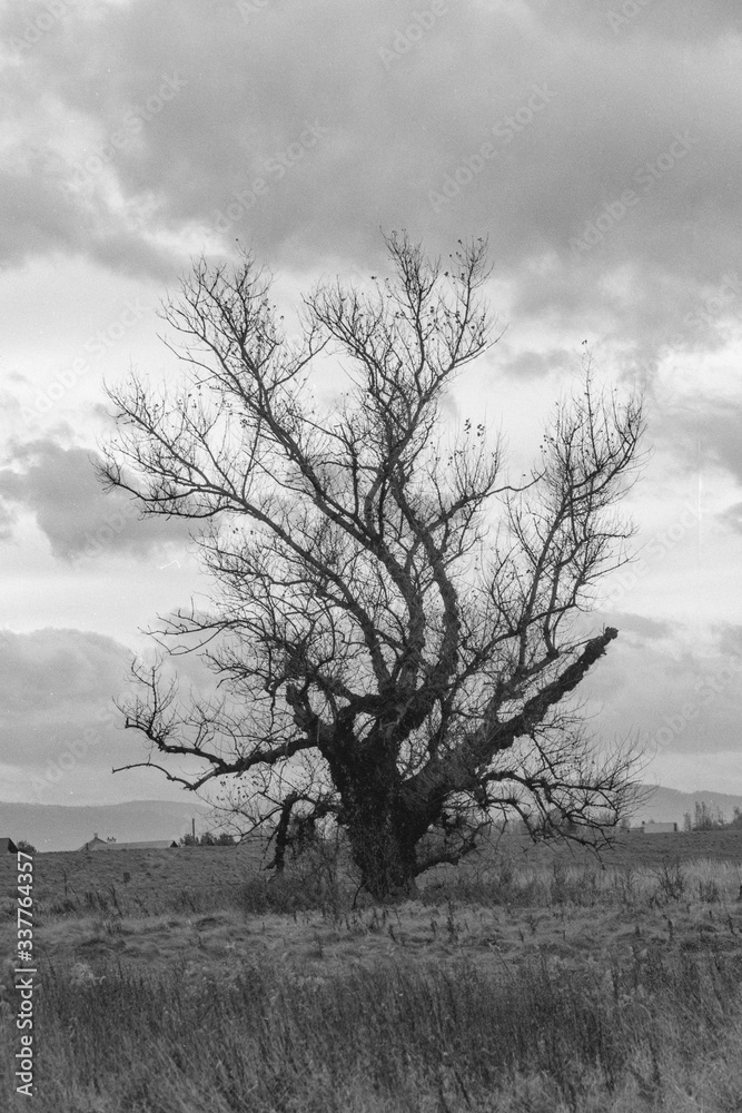 Drzewo na tle pochmurnego nieba B&W