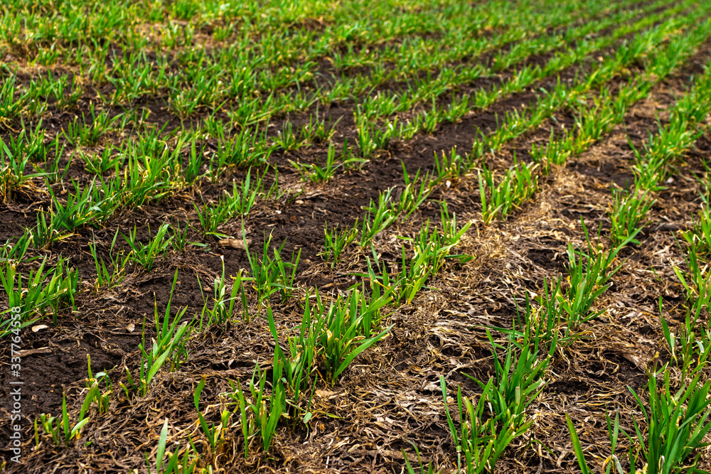 Fototapeta premium Rows of young wheat plants on a moist field with dark soil, vibrant colors