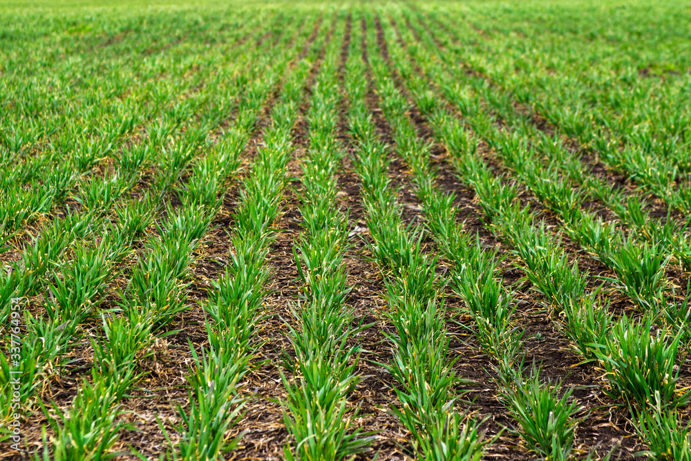 Rows of young wheat plants on a moist field with dark soil, vibrant colors