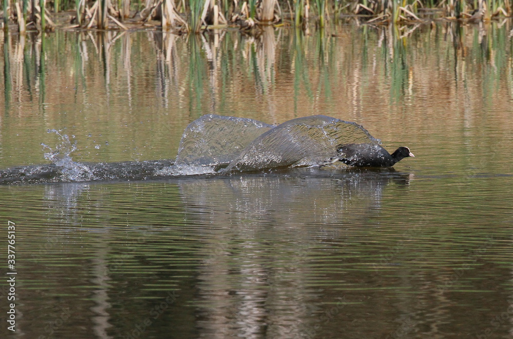 Fototapeta premium blässhuhn