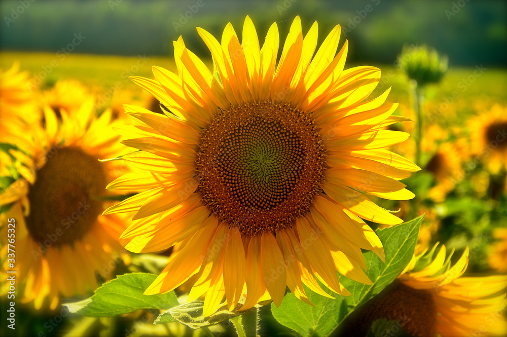 Close up of a sunflower in a field