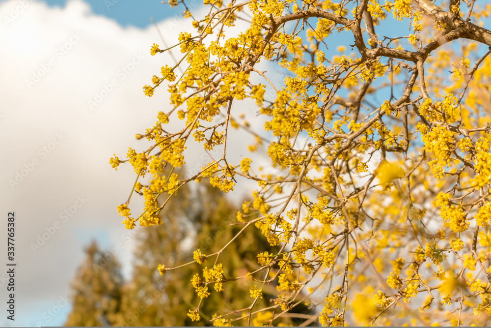 Spring. Background with yellow flowers of branches on a background of blue sky