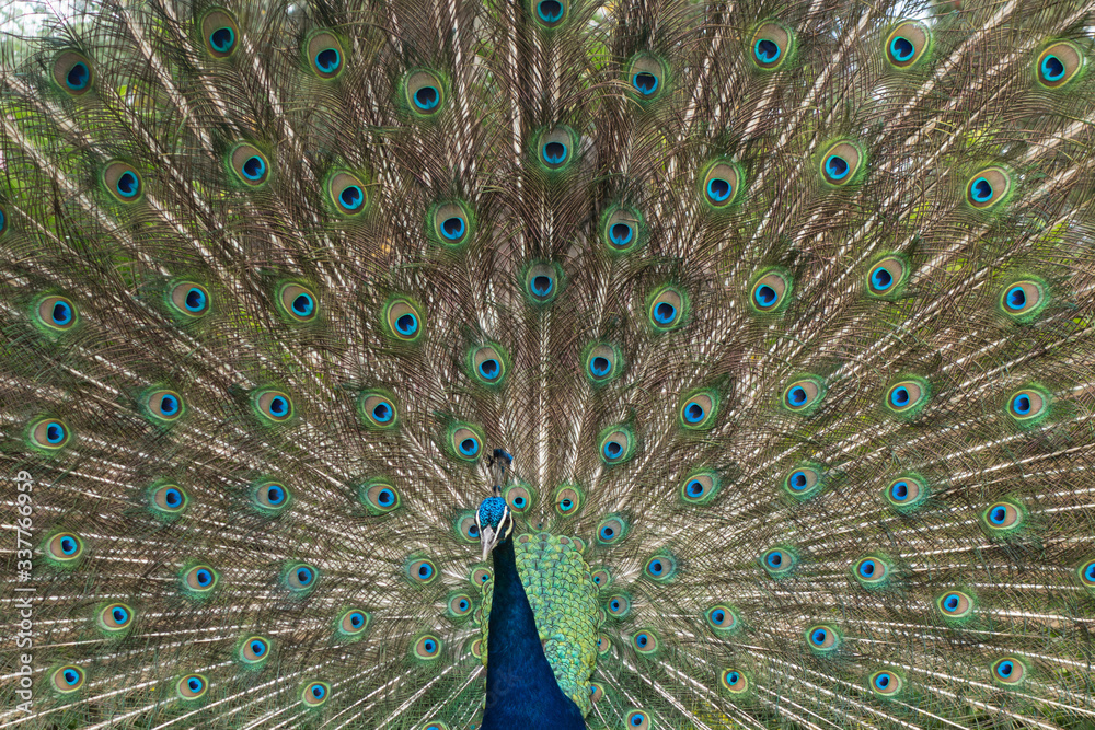 Obraz premium peacock with feathers