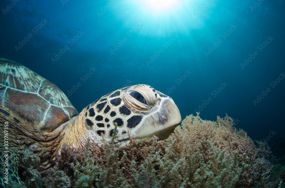 Fototapeta premium Tartaruga marina