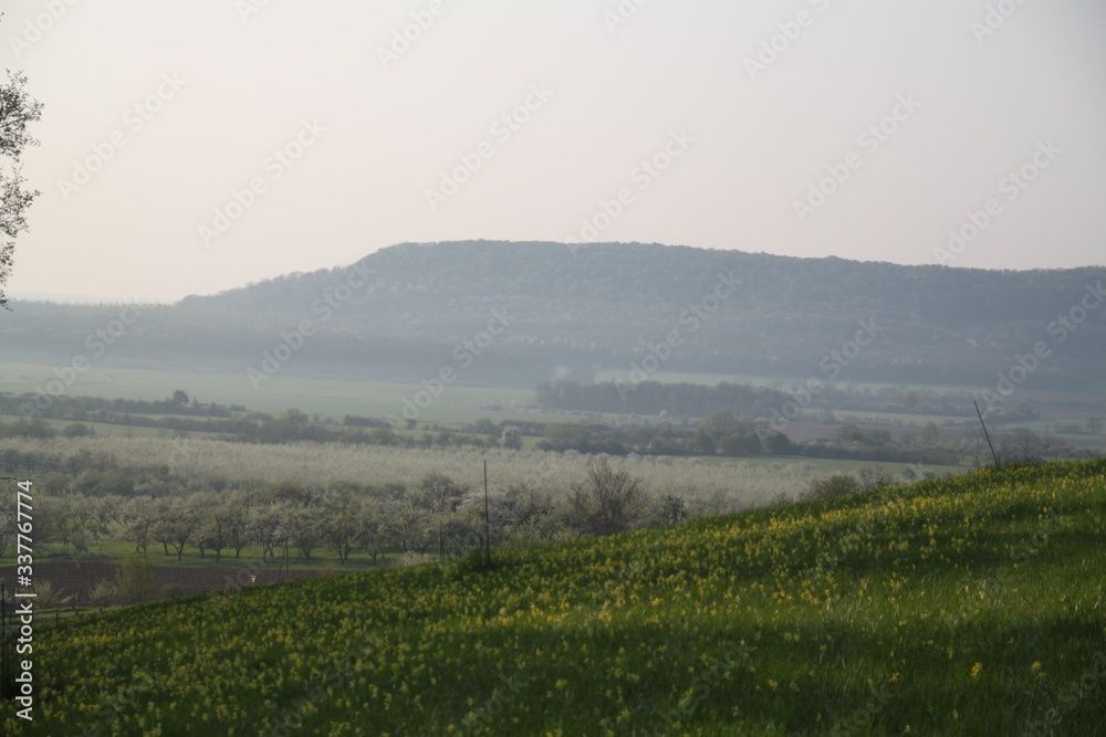 Fototapeta premium Mirabelle plums orchard flowering trees during springtime 