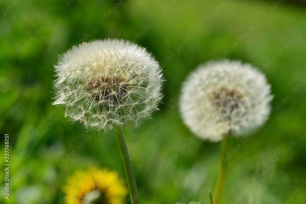 Dandelion seed head, U.K. Macro image of Spring wildflowers.