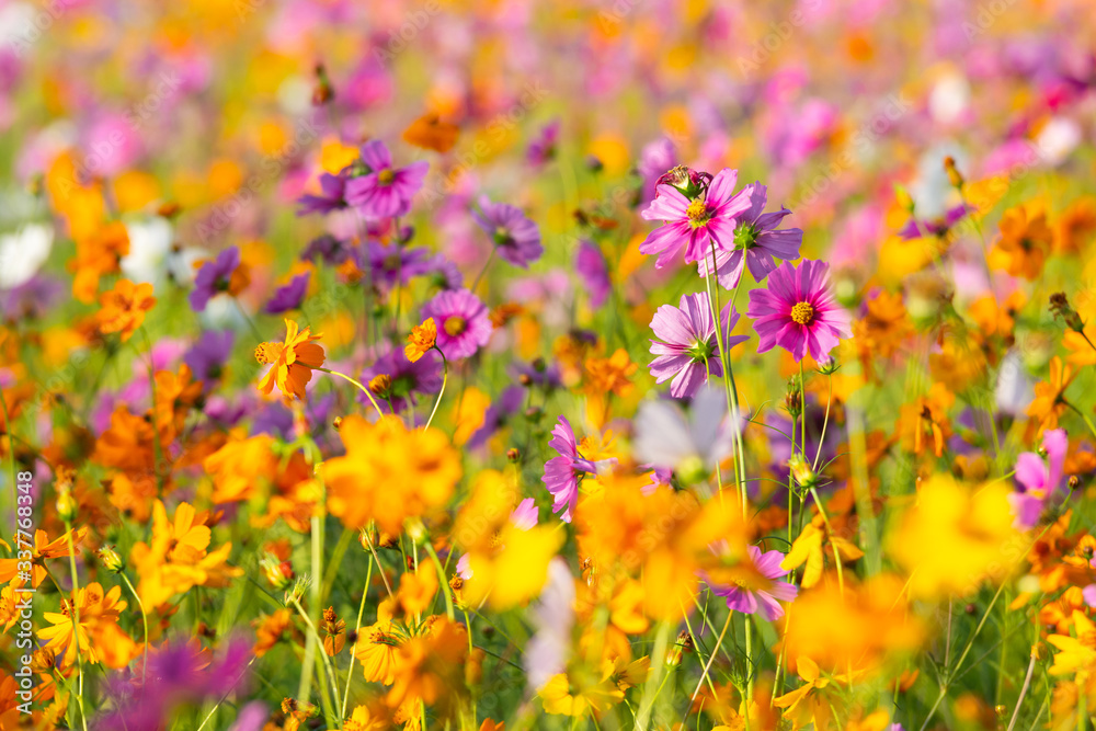 Beautiful cosmos flower blooming in the field on nature background