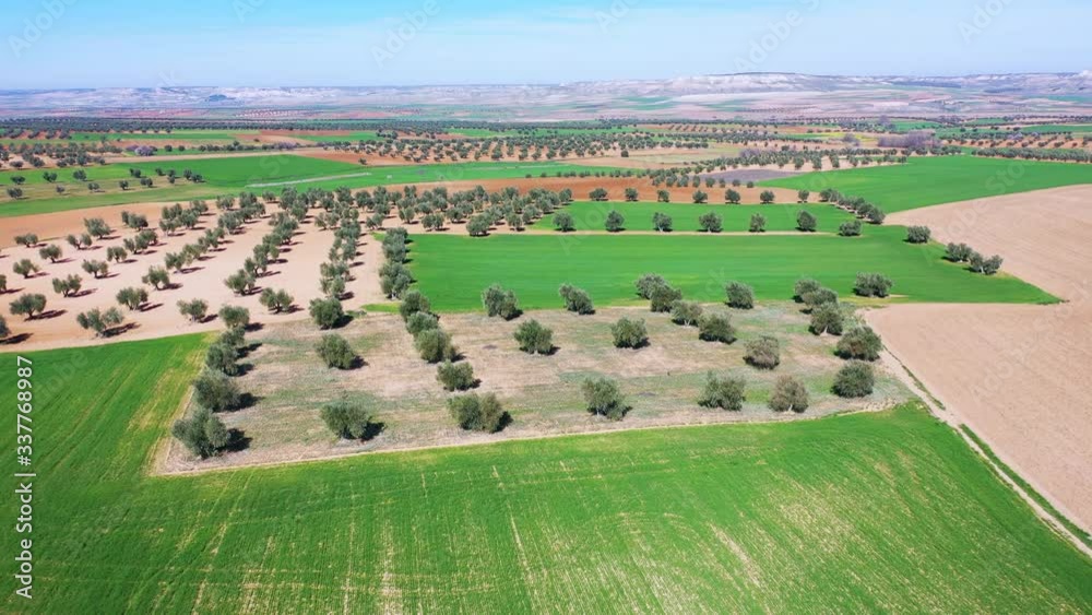 Aerial view from a drone of olive and cereal fields in the province of Toledo, Autonomous Community of Castilla La Mancha, Spain, Europe