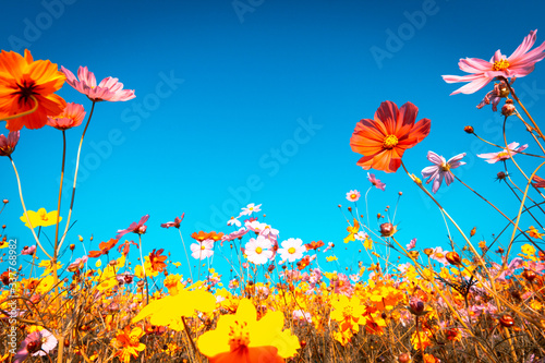 Fototapeta Naklejka Na Ścianę i Meble -  Beautiful cosmos flower blooming in the field,with vintage tone for background