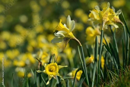 Fototapeta Naklejka Na Ścianę i Meble -  Wild Daffodils, Jersey, U.K. Dwarf flowers compared to their cultivated cousins.