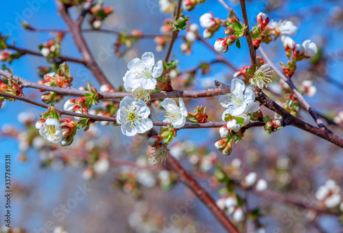 Beautiful blooming cherry tree branches with pink flowers growing in a garden. Spring nature background