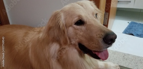 Adult Golden Retriver with tongue out