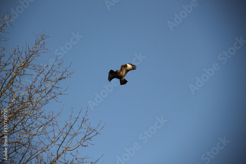 Common buzzard bird of pray flying in the blue sky 