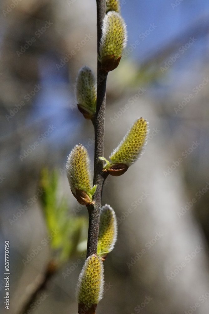 Blüte eines Palmkätzchens in Nahaufnahme Blüte eines Palmkätzchens in Nahaufnahme