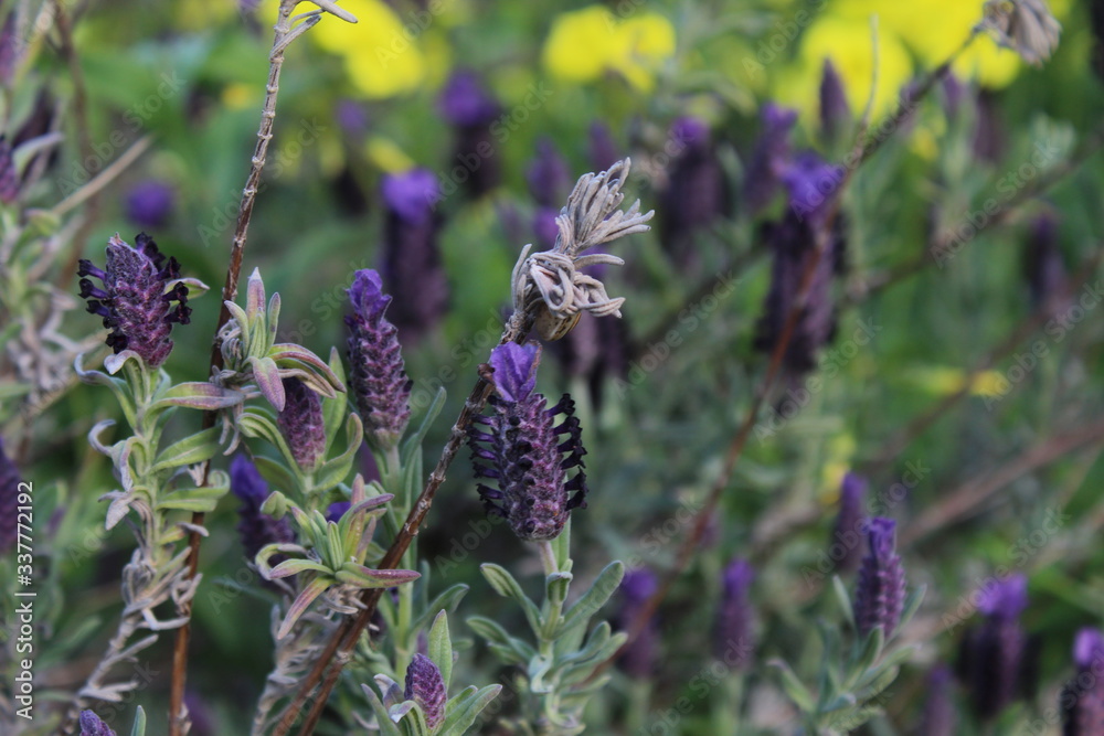 lavender flowers in the garden lavender flowers in the garden