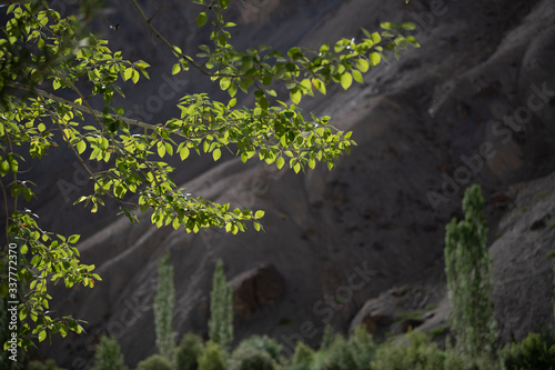 Photography Leh,Aldakh,jammu and kashmir/India-13-07-2019:Photos taken in Leh and Ladakh reg