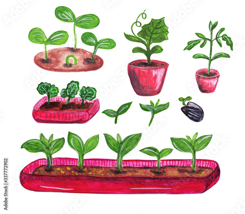 Set of red seedling trays with tiny green young sprouts. Tomato and cucumber sprouts in seedling pots. Sunflower seed. Hand drawn colorful gardening illustration.
