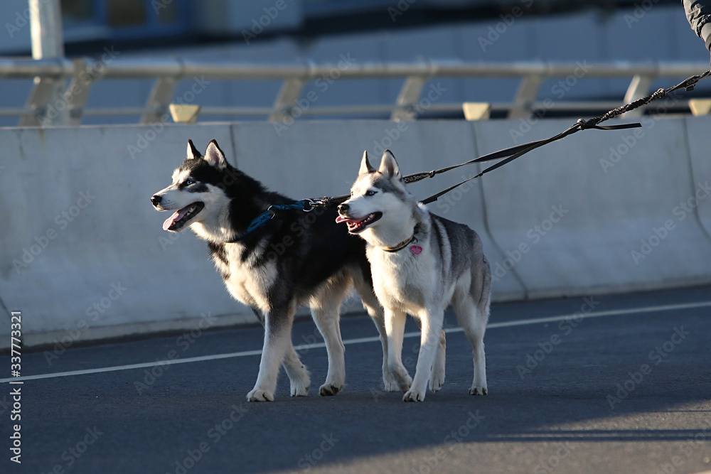 young stylish couple walking with dog in street, man and woman happy together, husky breed, spring season,