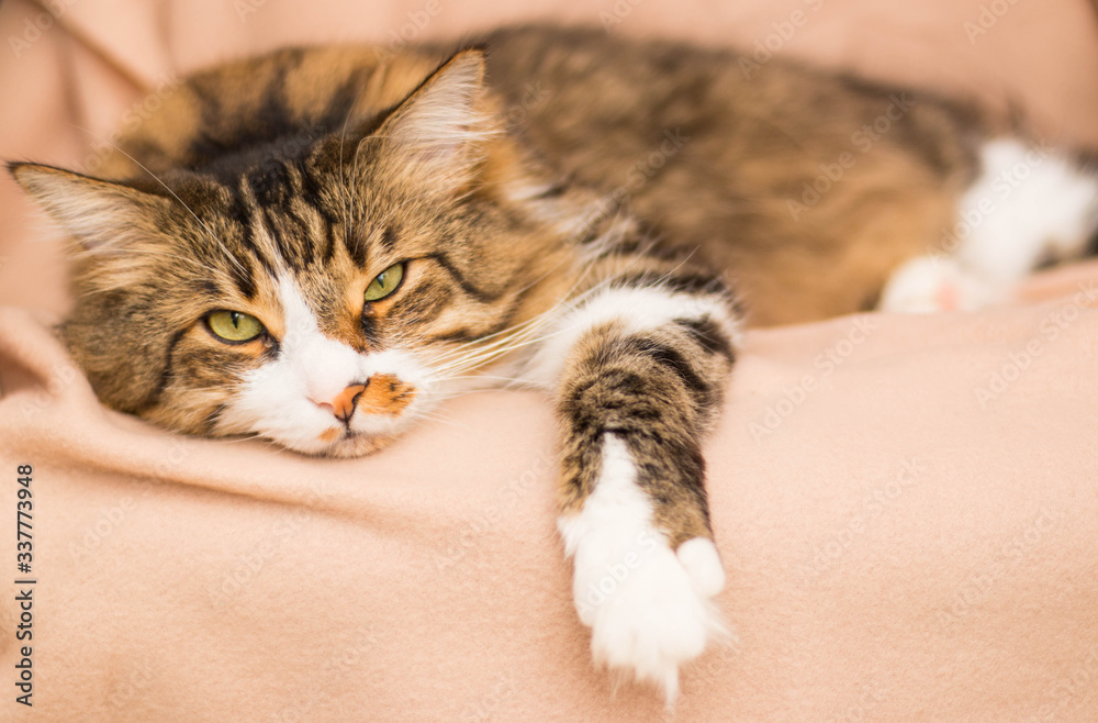 Sleeping, adult, brown cat. She is lying with her eyes closed on a beige blanket. A tender look. Horizontal photo. Blurred background. Sleeping, adult, brown cat. She is lying with her eyes closed on a beige blanket. A tender look. Horizontal photo. Blurred background.
