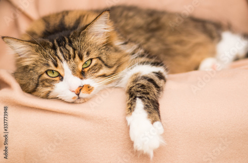Sleeping, adult, brown cat. She is lying with her eyes closed on a beige blanket. A tender look. Horizontal photo. Blurred background.