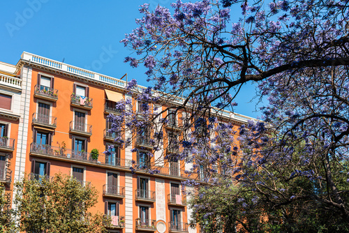 Purple Flowering Trees In The Center Of Barcelona City In Spain