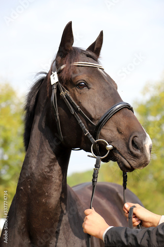 Brown colored race horse on natural green blur background in sunshine © acceptfoto