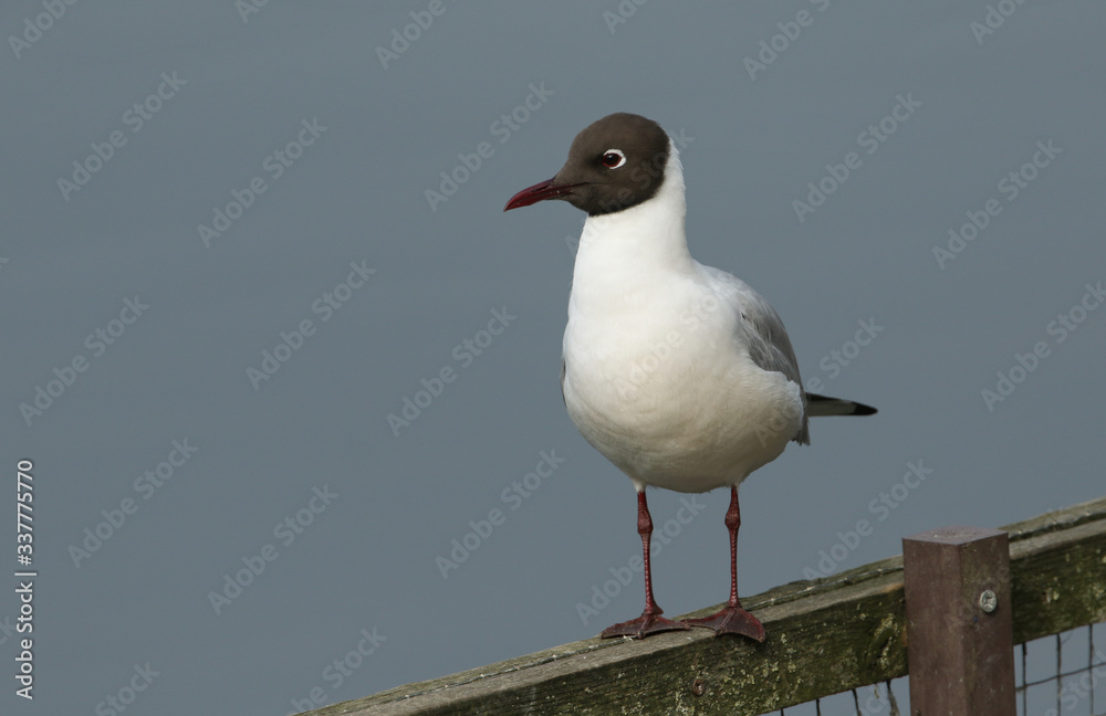 A Black-headed Gull, Chroicocephalus ridibundus, perching on a fence at the edge of a lake in spring. A Black-headed Gull, Chroicocephalus ridibundus, perching on a fence at the edge of a lake in spring.