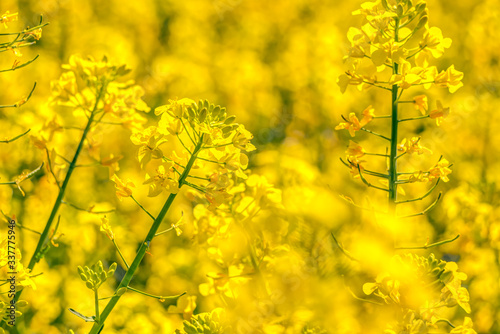 Gelbe Rapsblüte und Rapsfelder im Frühling © mije shots